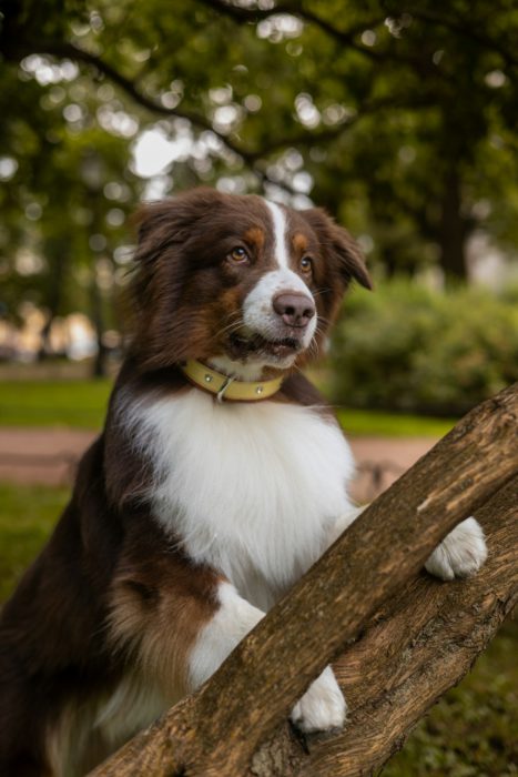 Dog wearing a collar